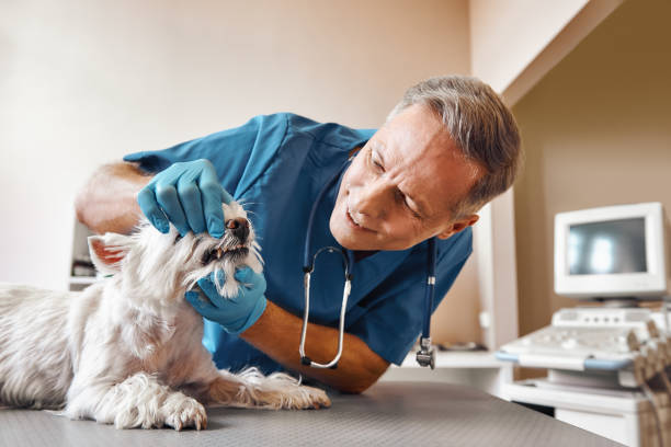  Lynchburg, VA Emergency Dentist Pros